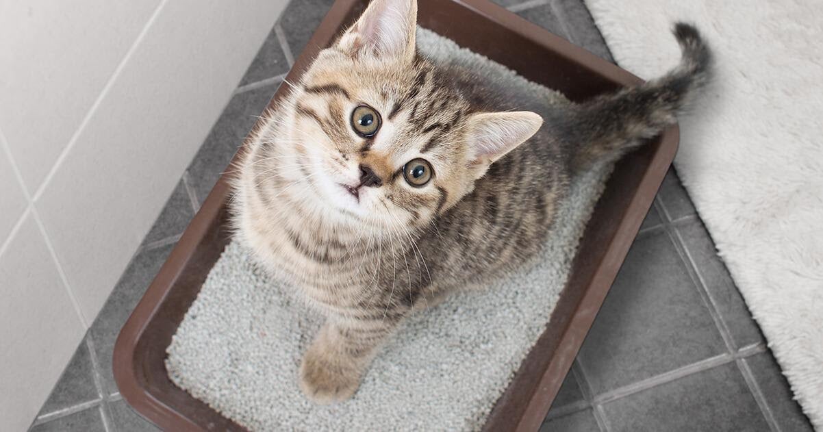 How long does it take for hotsell a kitten to use the litter box